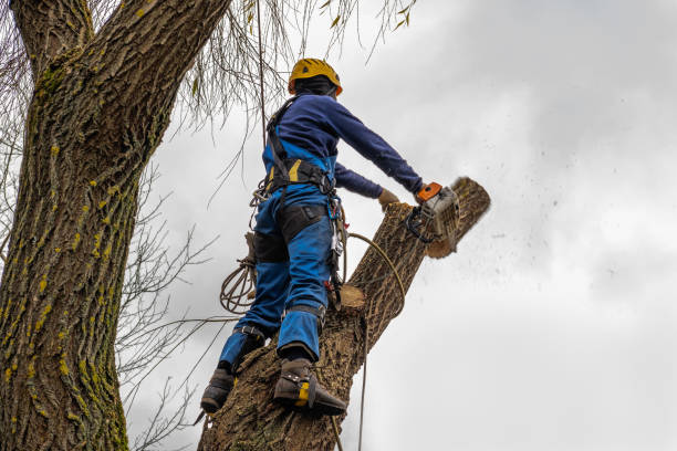 The Steps Involved in Our Tree Care Process in Port Byron, IL